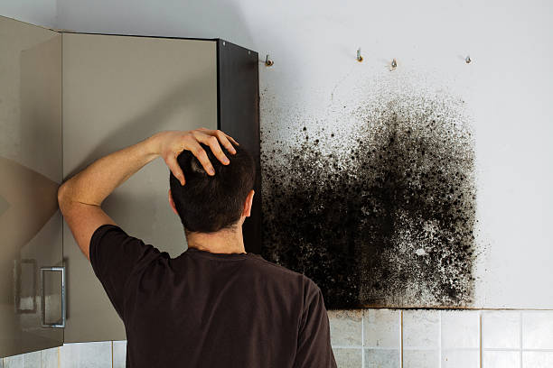 Home Mold Removal in Naugatuck, CT